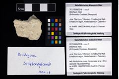 Foto (Objekt + Etikett) von Brachyura indet.  (NHMW-GEO-2017-0089-0018)